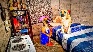 Historias tristes de perritos 🐕💔