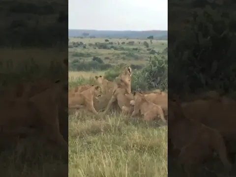 LIONESSES FIGHTING MALE LION #shorts #youtubeshorts #shortvideo #lion #wife