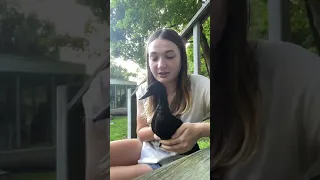 How Ducks Handle the Loss of a Flock Member