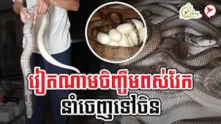 វៀតណាមចិញ្ចឹមពស់វែកនាំចេញទៅចិន | កម្មវិធីកសិកម្ម