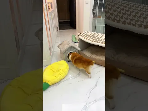This Puppy Took His House Everywhere! 😂🏠