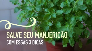 Como cultivar MANJERICÃO em VASO e como PODAR