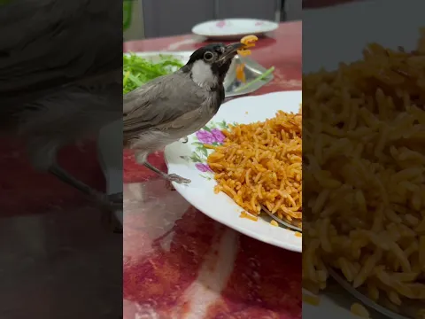 الاكلة المفضلة لهذا البلبل هي التمن الاحمر