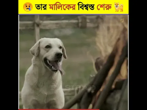 এমন কাজ হয়তো কোন মানুষ আপনজনের জন্য করে না 😓😰  #Shorts