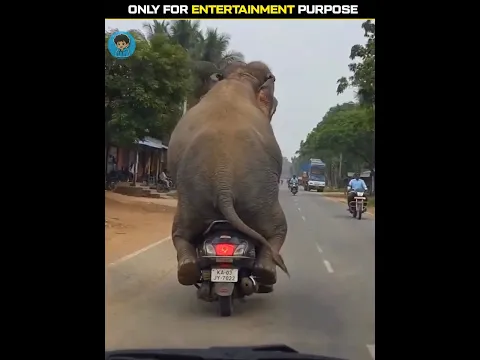Elephant Foot Care 🐘😳