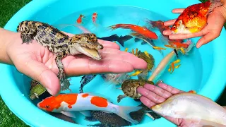 Catching Crocodile Snake Tiger Fish Ping Pong Betta Goldfish Angelfish Koi Fish Cute Animals Video