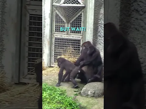 Don't mess with this Baby Gorilla's Mum 🤯🦍