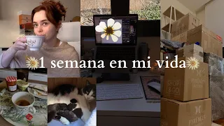 1 semana en mi vida | mudanza, trabajo y gatitos bebés