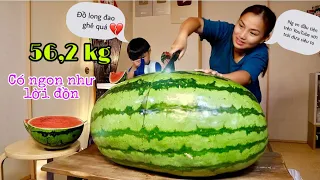 RẺ NHƯ CHO TRÁI DƯA HẤU SIÊU TO KHỔNG LỒ 56kg giá chỉ 1 triệu vnđ - So sánh sự khác biệt #989