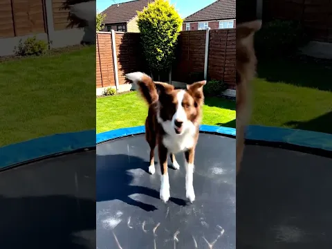 a dog jumping on a trampoline
