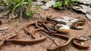 Catch Beautiful Creatures Amazing GiantMillipede, Red Spotted Millipede, Snails, 