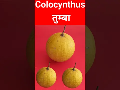 Colocynthus ? #shorts तुम्बा ? Rajasthani Colocynthis राजस्थानी तुम्बा Colocynthus ? तुम्बा ?