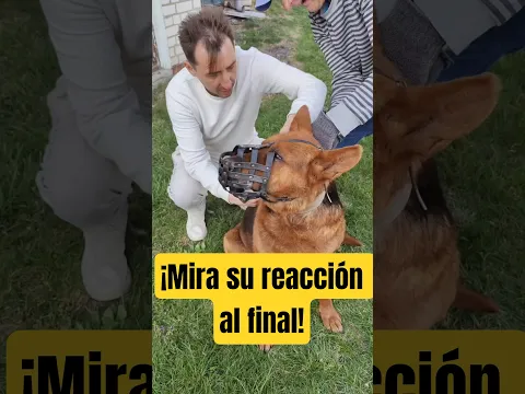 ¿Sabías que un collar apretado puede causar daños irreparables?⚠️🐾 #medicinaveterinaria #saludanimal