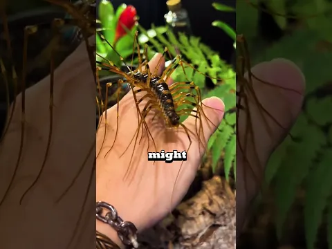 If you ever see this, don't kill it!