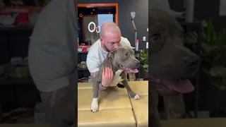 Dog Chiropractor's Secret to Canine Happiness Part 2 | dog Chiropractor
