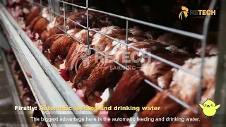 A Chicken Living In An Automatic Chicken Cage - RETECH Farming #chickenfarm #poultryfarm #layerfarm