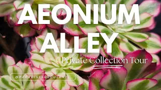 Aeonium Alley - tour of an Aeonium collection and propagation area.