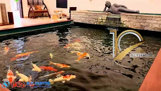 Rare pieces of koi like Kogane Ochiba are introduced to our client's 10 year old koi pond.