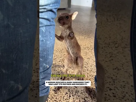 The baby kangaroo was fortunate to be rescued and cared for. #lovestory #animals #rescue