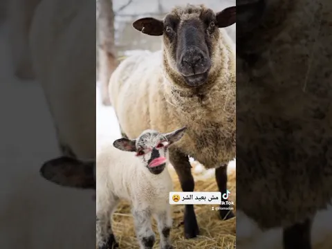 حوار بين خروف و امه قبل عيد الاضحى 😂😂😂😂😂😂😂😂😂😂😂😂😂😂