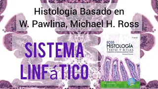 El Sistema Linfático Explicado Fácil: Defensa y Drenaje del Cuerpo