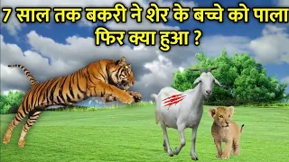 7 साल तक बकरी ने शेर के बच्चे को पाला फिर बाद में क्या हुआ देखें ? Bakri ke sath Allah ka karishma