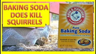 BAKING SODA DOES KILL SQUIRRELS (This Squirrel Killed all my chicks and turkey chicks.)
