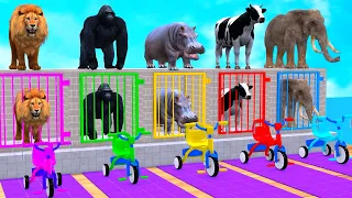 Cow Elephant Tiger Gorilla Hippo 3d Animal Long Slide Game Funny 3d Paint Animals Cage Game