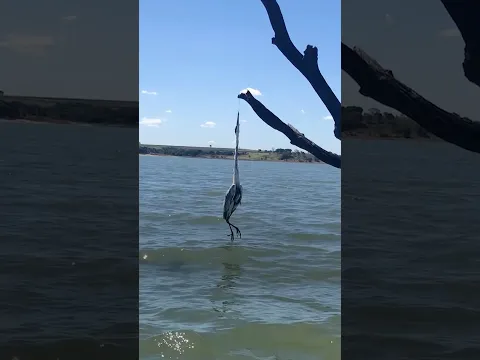 Fisherman Found This Heron Fighting For Its Life