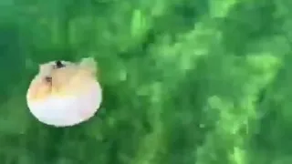 You never see this before