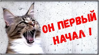Eе за хвост, она по клюву. Крутая кошка Анфиса!