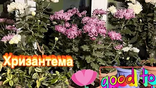 Hrizantema gulini parvariwi hakida