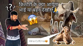 किशोरी के क्या आयेगा भाई या बहन देखो😱🙏|| first vlog || kishori || kishori khana kha le || cow