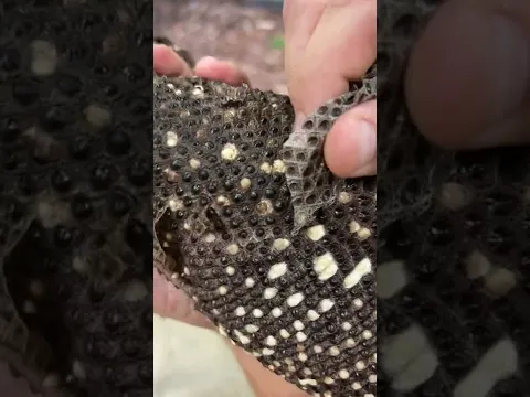 How Satisfying Is That! 🤩😱