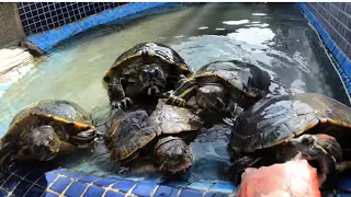 Doy de comer a estas tortugas que llevan 6 MESES sin comer y esta es su reacción!!😨