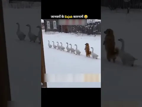 जानवरों के Gajab कारनामें 😱🤯