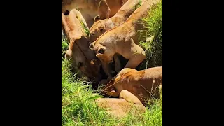 Lion Pride Digging Out a Warthog 🦁🐗 | Teamwork in Action