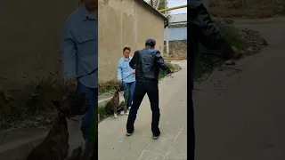 Агрессивный СТАФФОРД