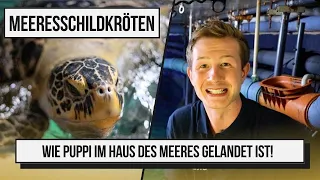 Wie MEERESSCHILDKRÖTE Puppi im HAUS DES MEERES gelandet ist!