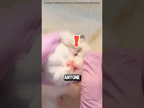 This Is Why Vets Force a Kitten’s Eyes Open‼️😨
