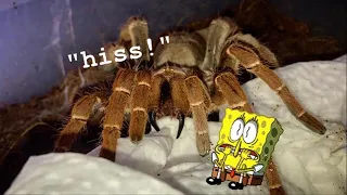 I bought a MASSIVE "Queen" Baboon TARANTULA that's MEAN !!!