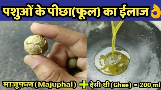गाय/भैंस का फूल दिखाना,पीछा दिखाने का देसी ईलाज|Gaay/bhains ka picha fool|Prolapse in cow/bufalo.