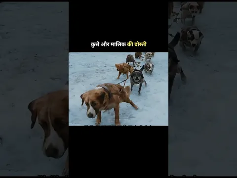 friendship between dog and owner #shortvideo