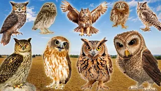 The Best Owl Sounds 🦉 | Different Types of Owls and Their Sounds (15 types of owls)