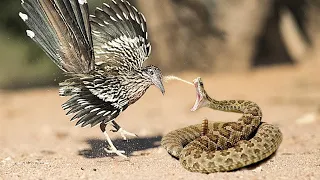 Correcaminos SE TRAGA una SERPIENTE CASCABEL