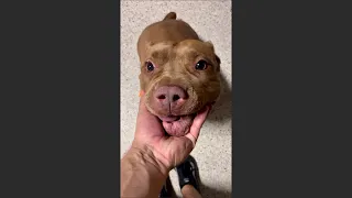 Let’s see who my top 10 favorite dogs are at dog daycare!