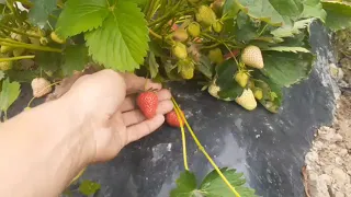 OCHIQ DALAGA ALBA QLUPNAYNI EKISH TOGRIMI