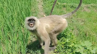 "Parenting in the Primate World: Raising a Monkey Family"
