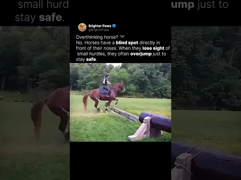 Why did this horse jump SO high? 🐴🚀