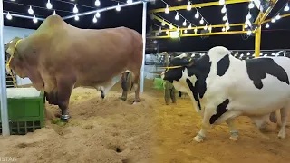 Afridi Cattle Farm | Super Highway Karachi | Heavy Collections For Qurbani | Cow Mandi